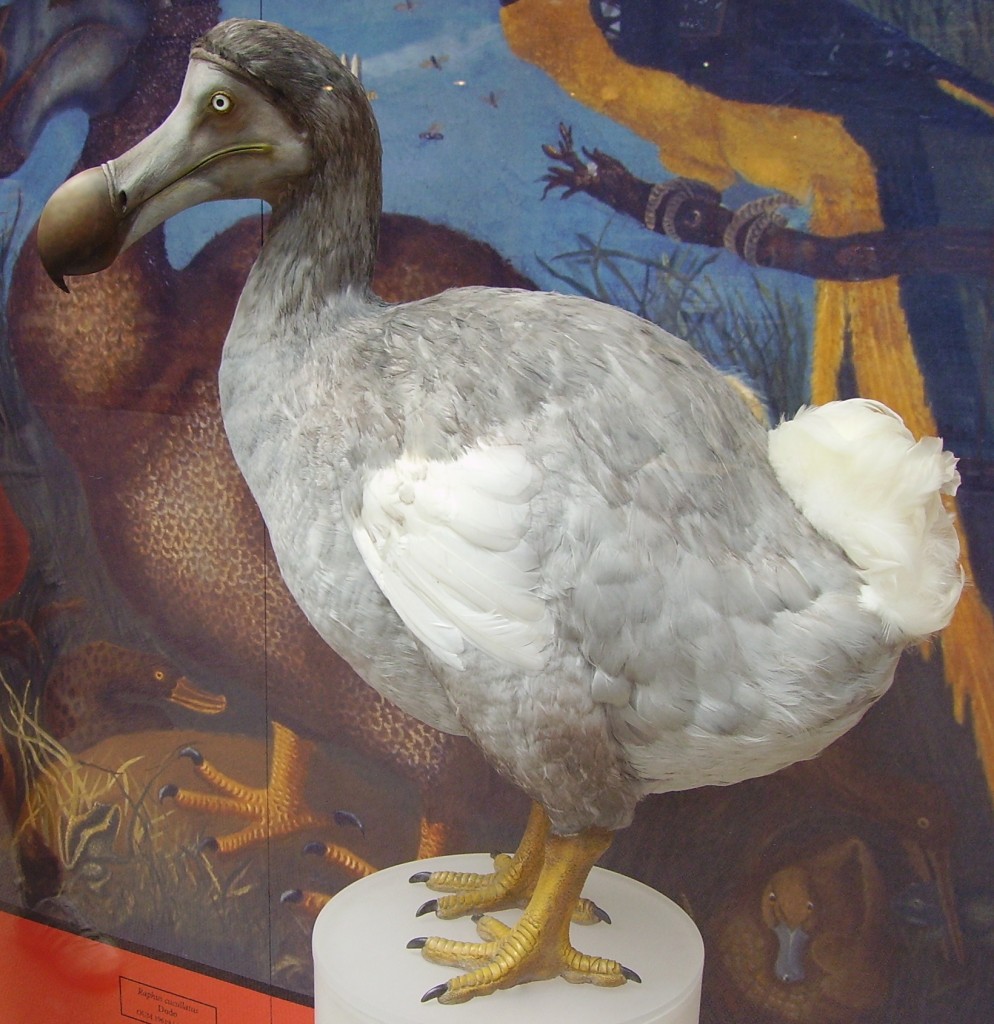 Dodo bird - extinct